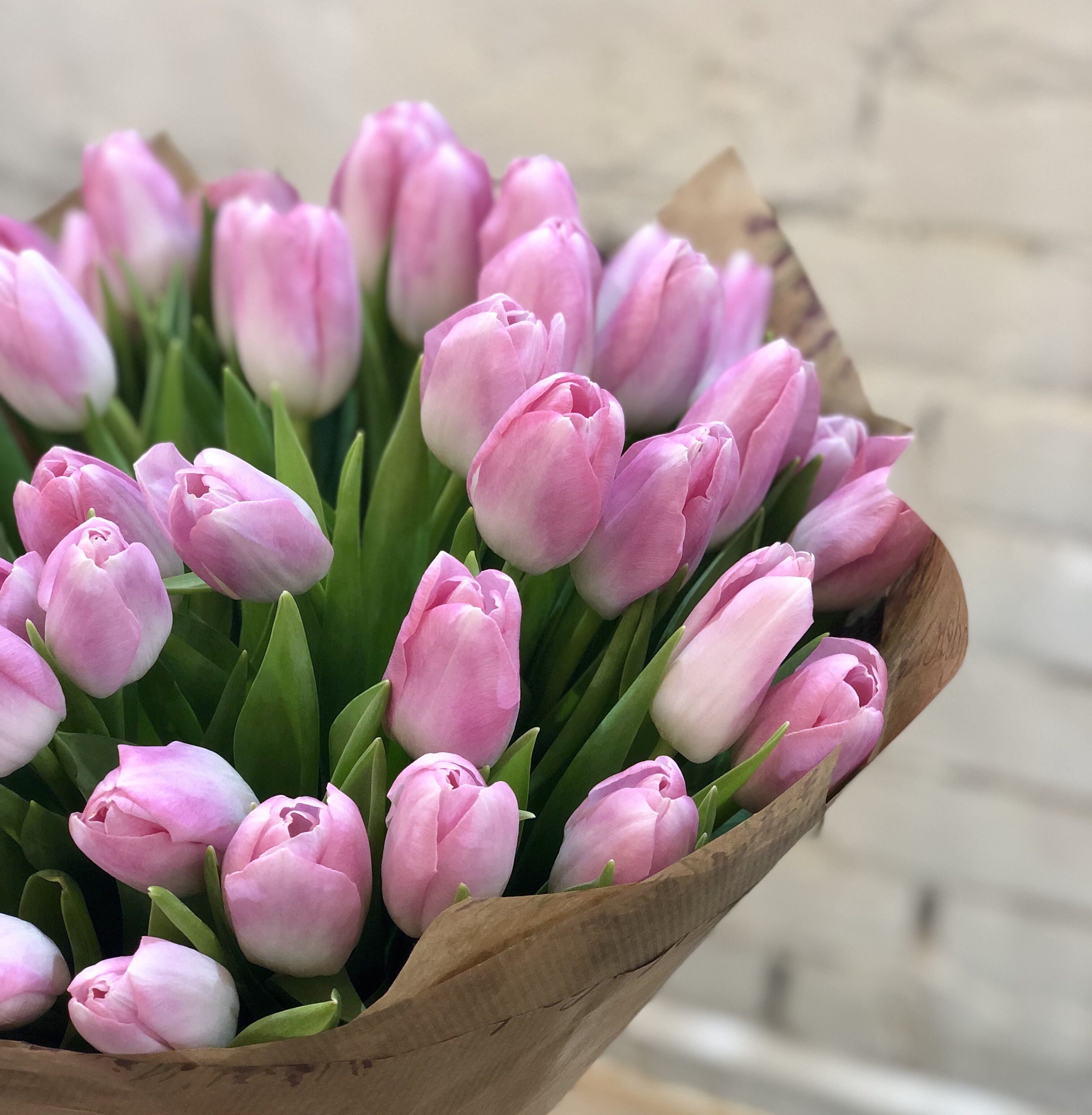 Розовые тюльпаны. Нежные тюльпаны. Тюльпаны. Нежно-розовый. Розовые тюльпаны 51 штука.
