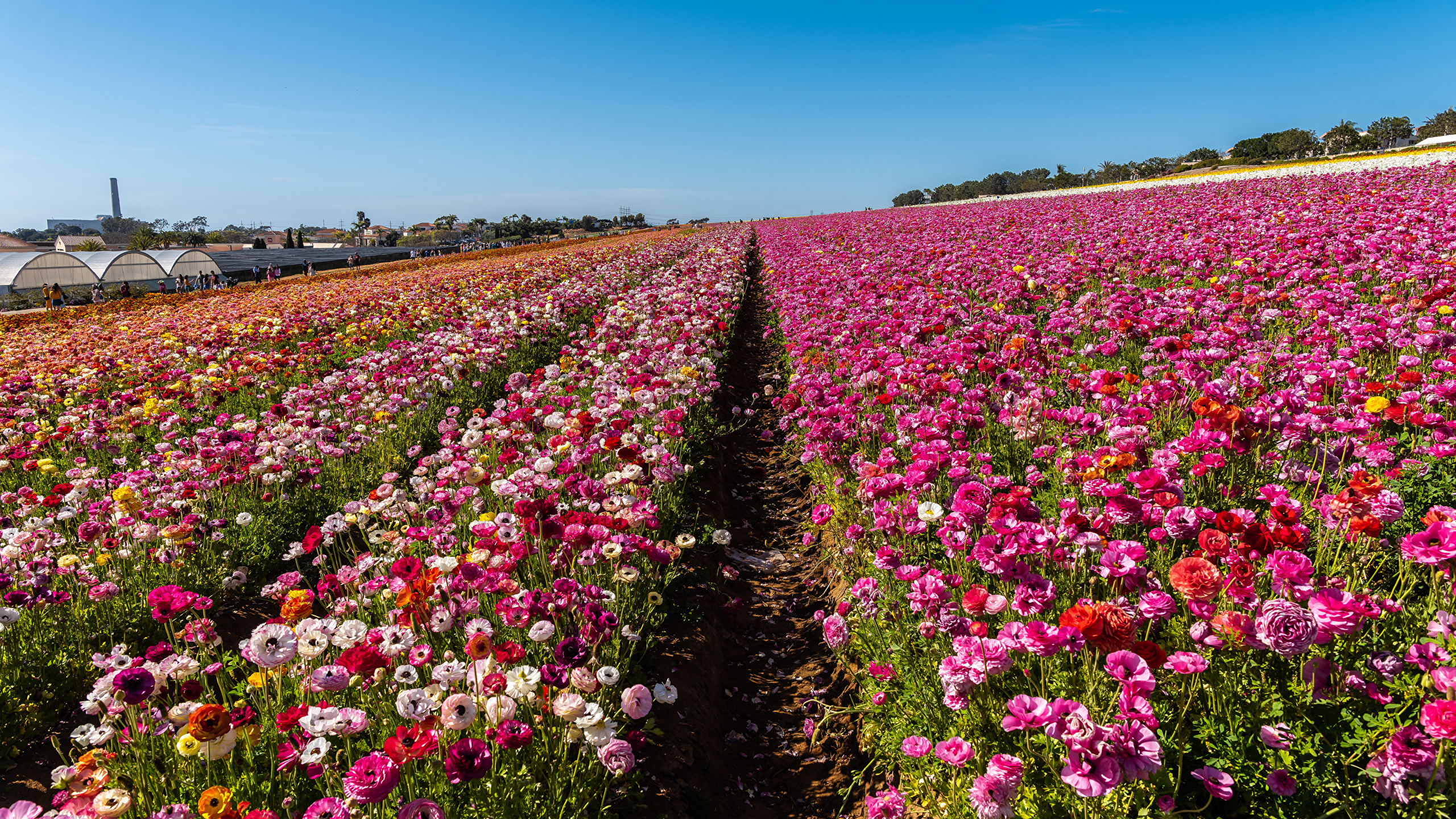 Карлсбадские цветочные поля, Лос-Анджелес-США