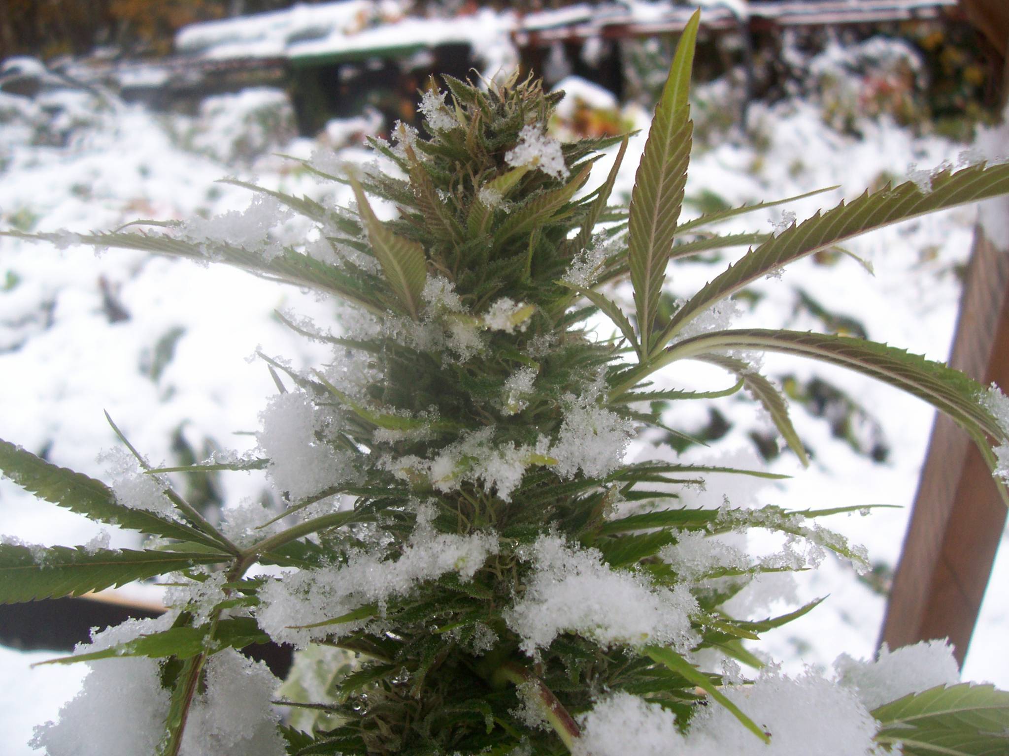 Снег на конопле название фильмов о марихуане