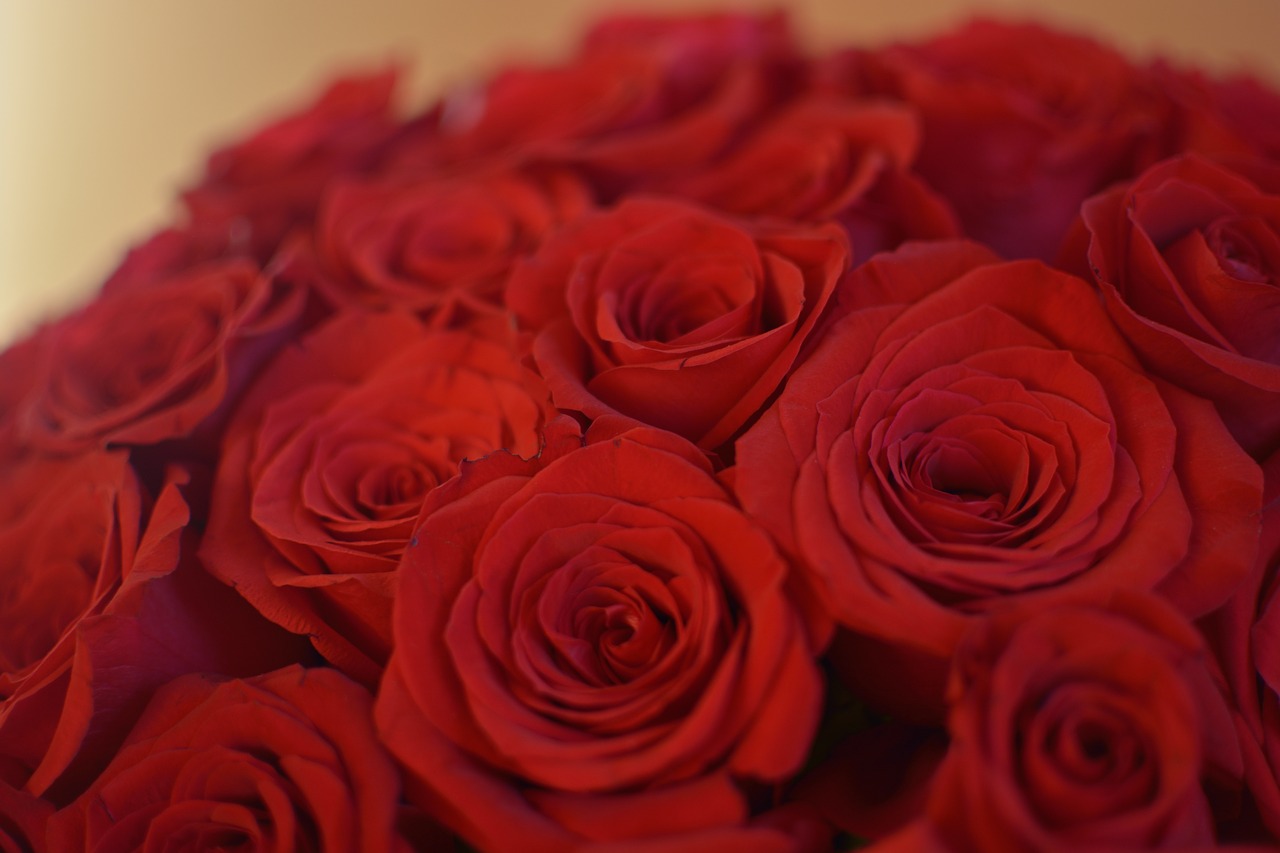 Красные розы