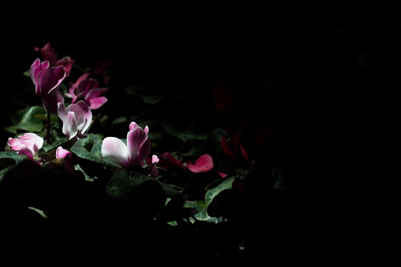 Цветы в полумраке