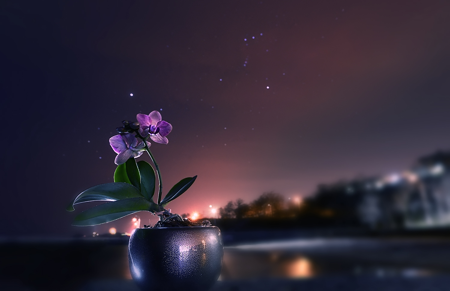 Восхитительной ночи. Ночной цветок. Вечерние цветы. Цветы ночью. Красивые ночные цветы.