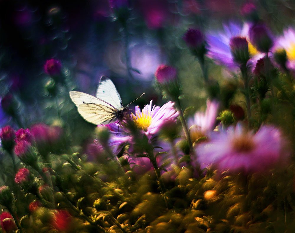 Спокойной ночи цветы и бабочки