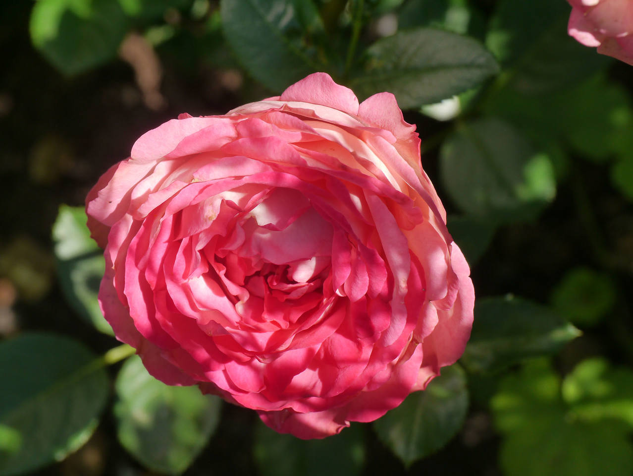Роза флорибунда Акрополис