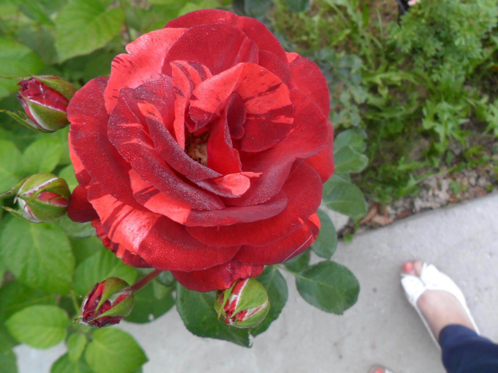 Роза дип импрешн фото и описание