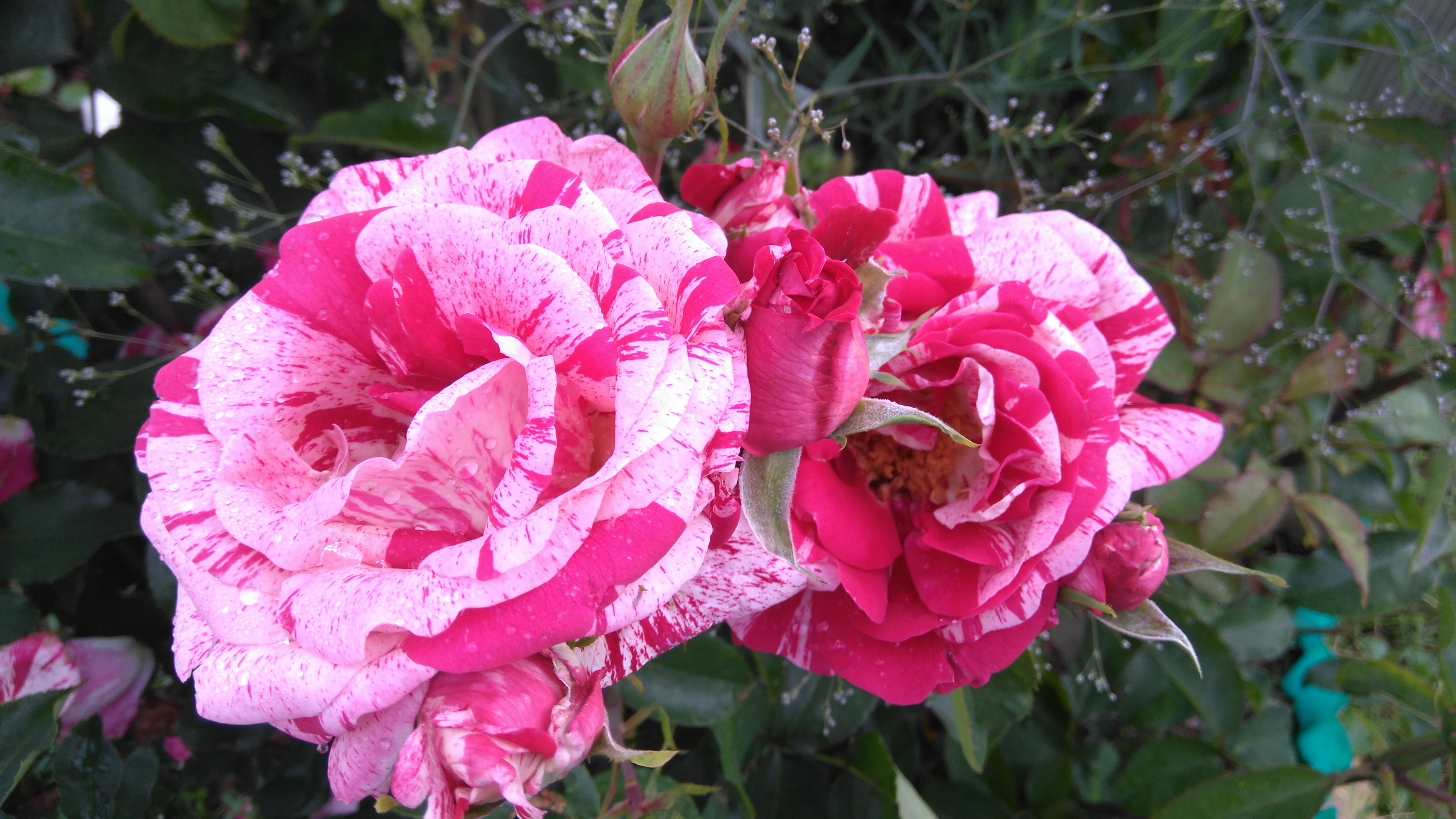 Роза дип импрешн фото и описание