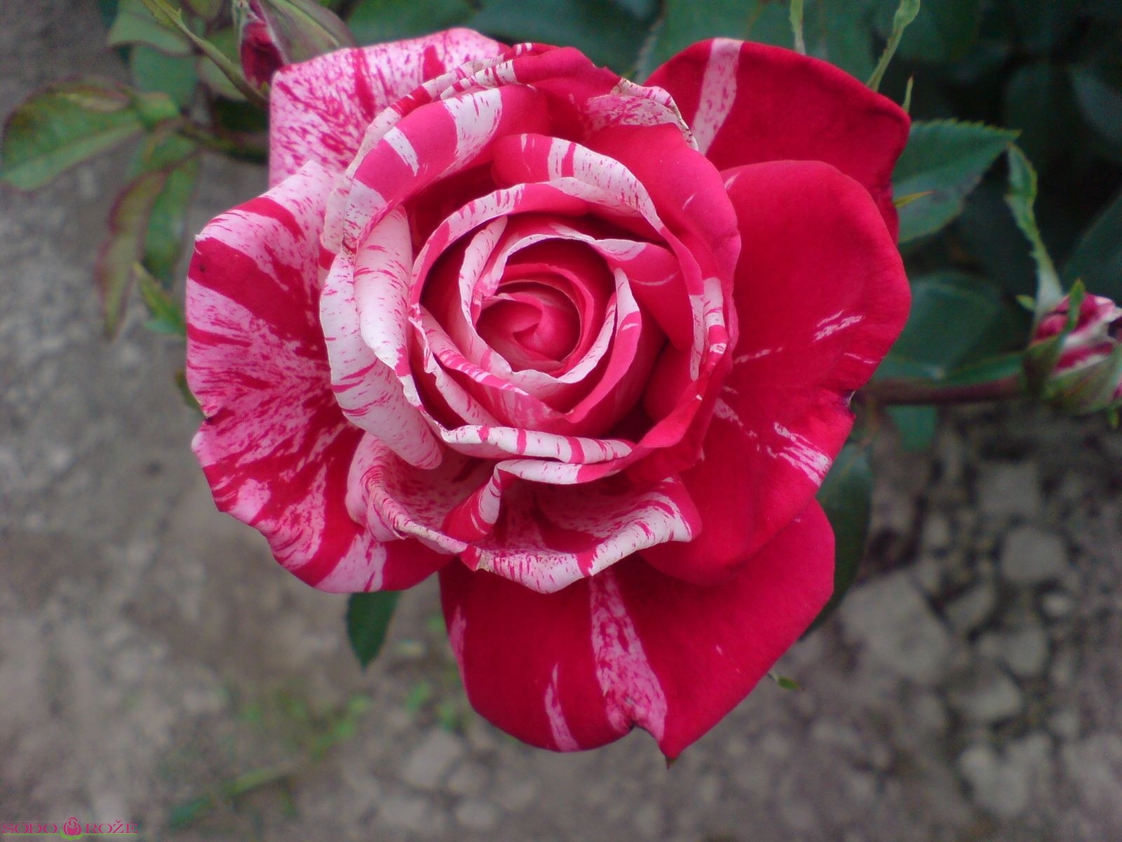 Роза флорибунда Папагено