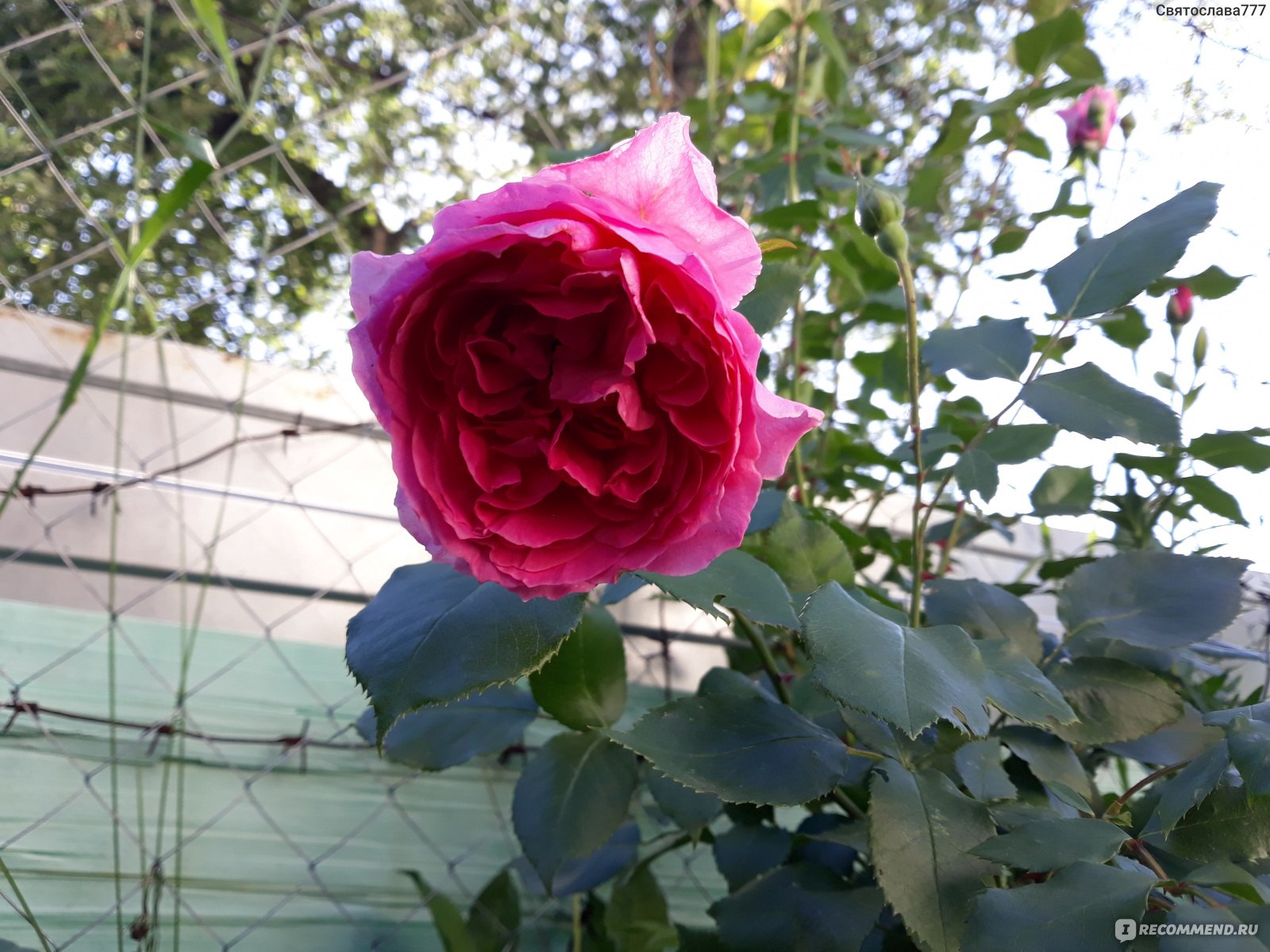 Роза плетистая Седая дама