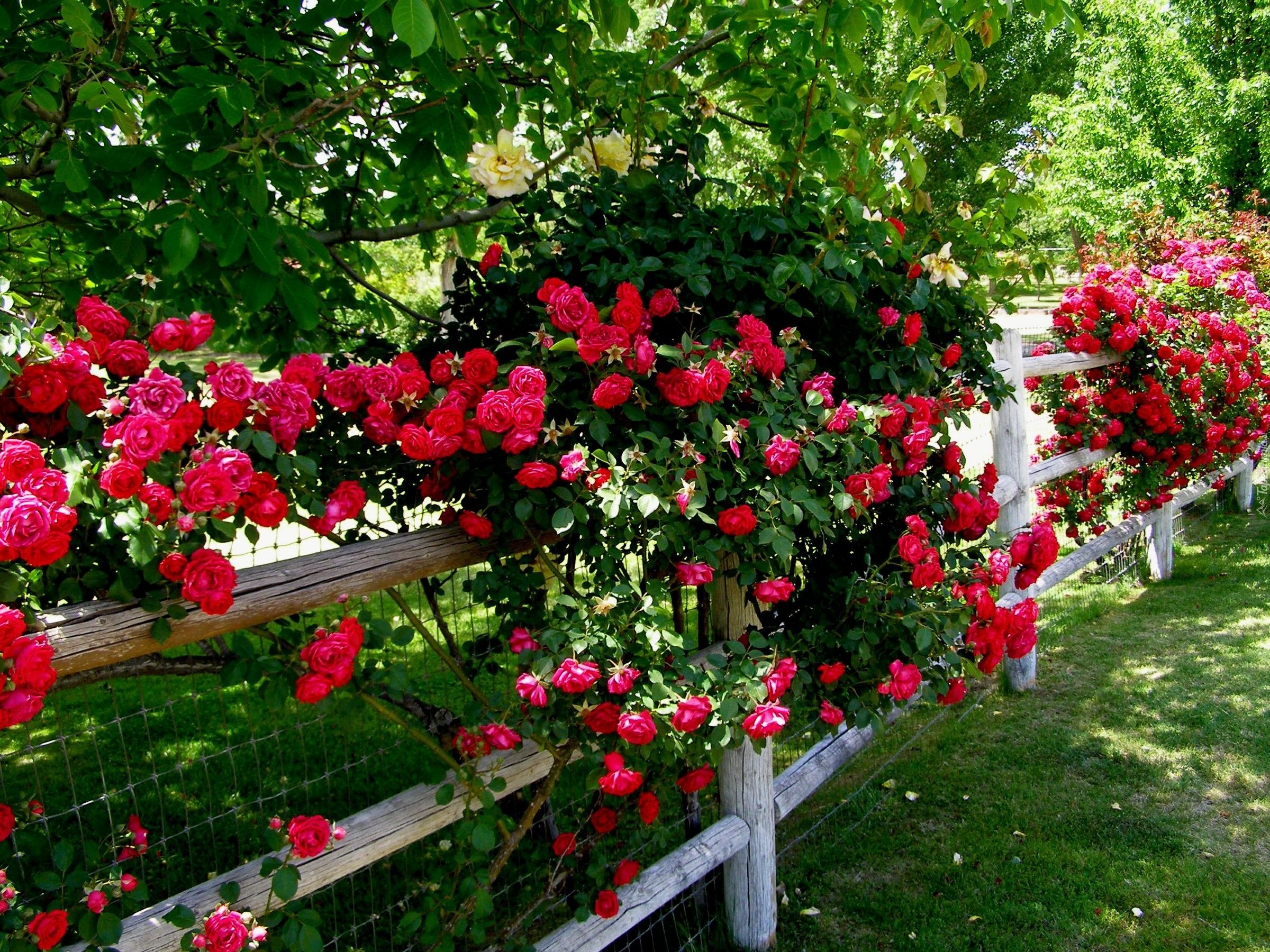 плетистые розы в ландшафтном дизайне фото