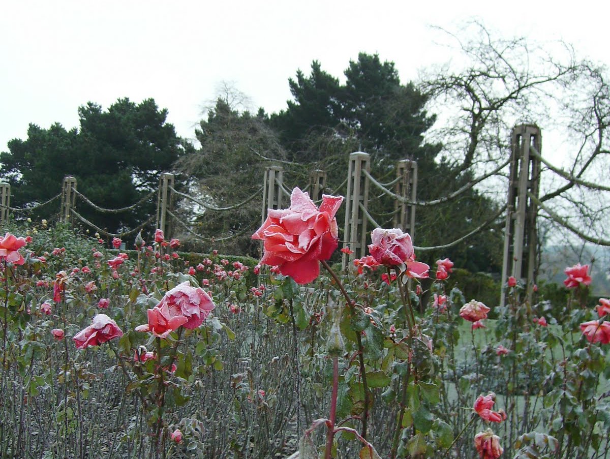 Опоры для роз лиственница с розами