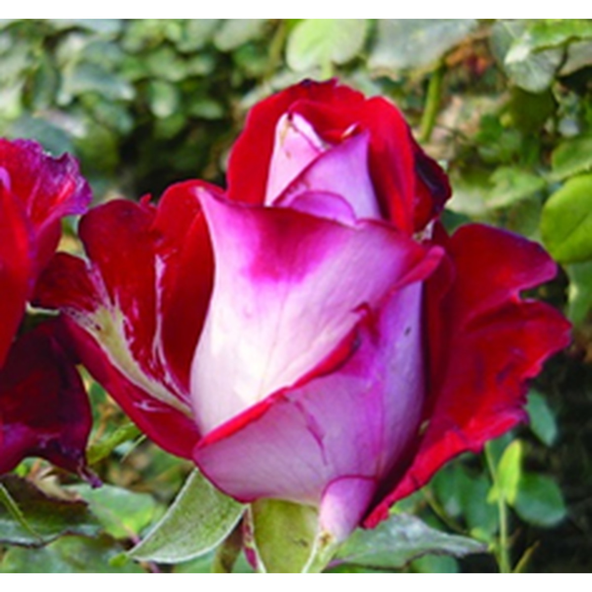 Люксор сорт розы фото