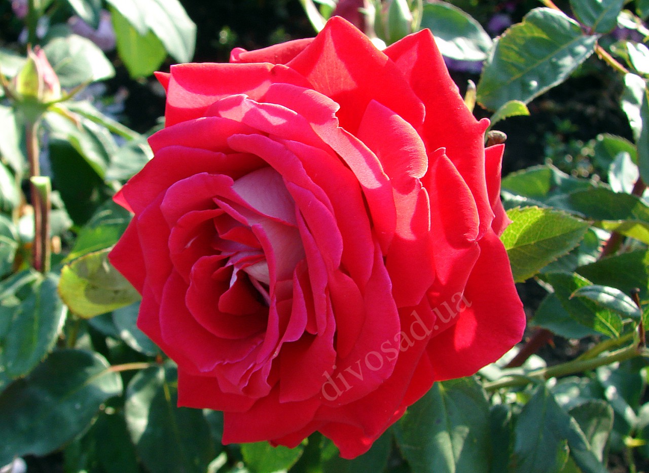 Роза флорибунда Люксор