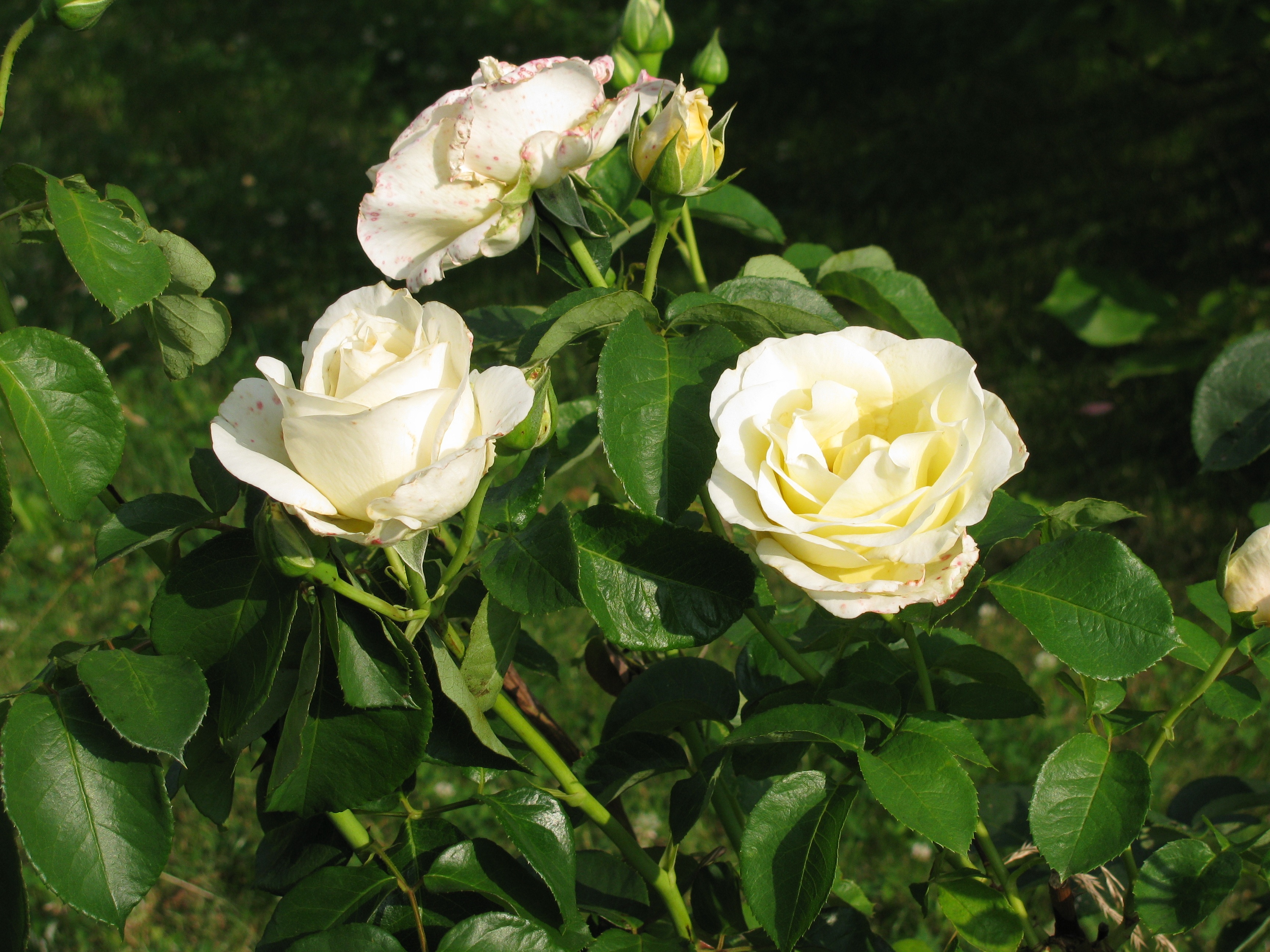 Разновидности чайной розы фото