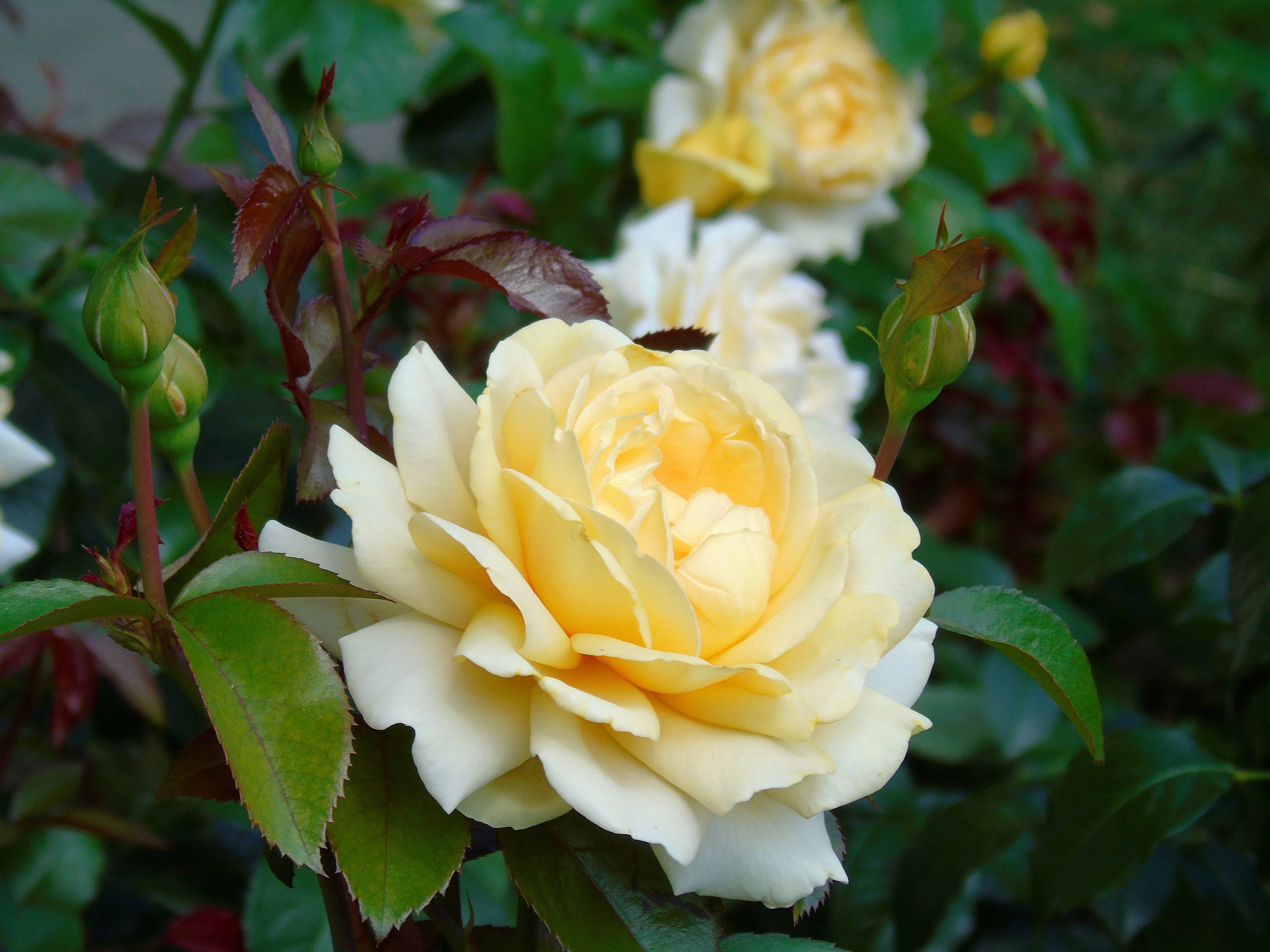Фото чайной розы в саду