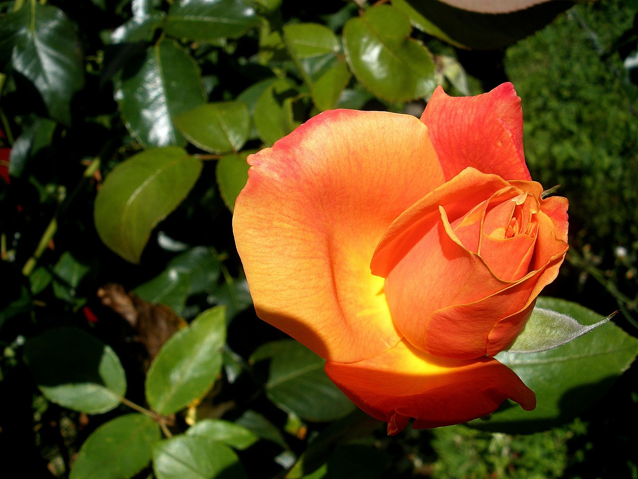 Роза чайная фото и описание