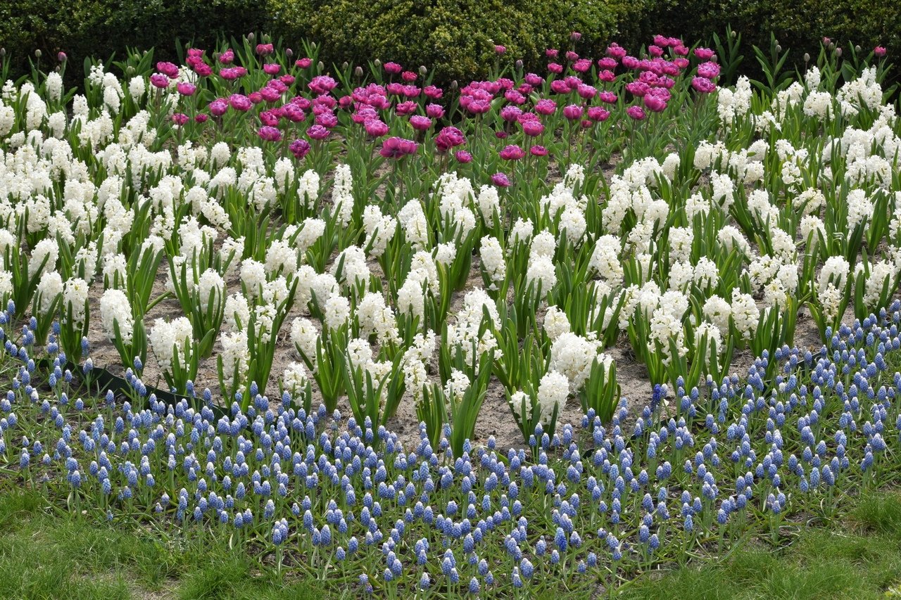 Мелколуковичные цветы для сада названия и фото