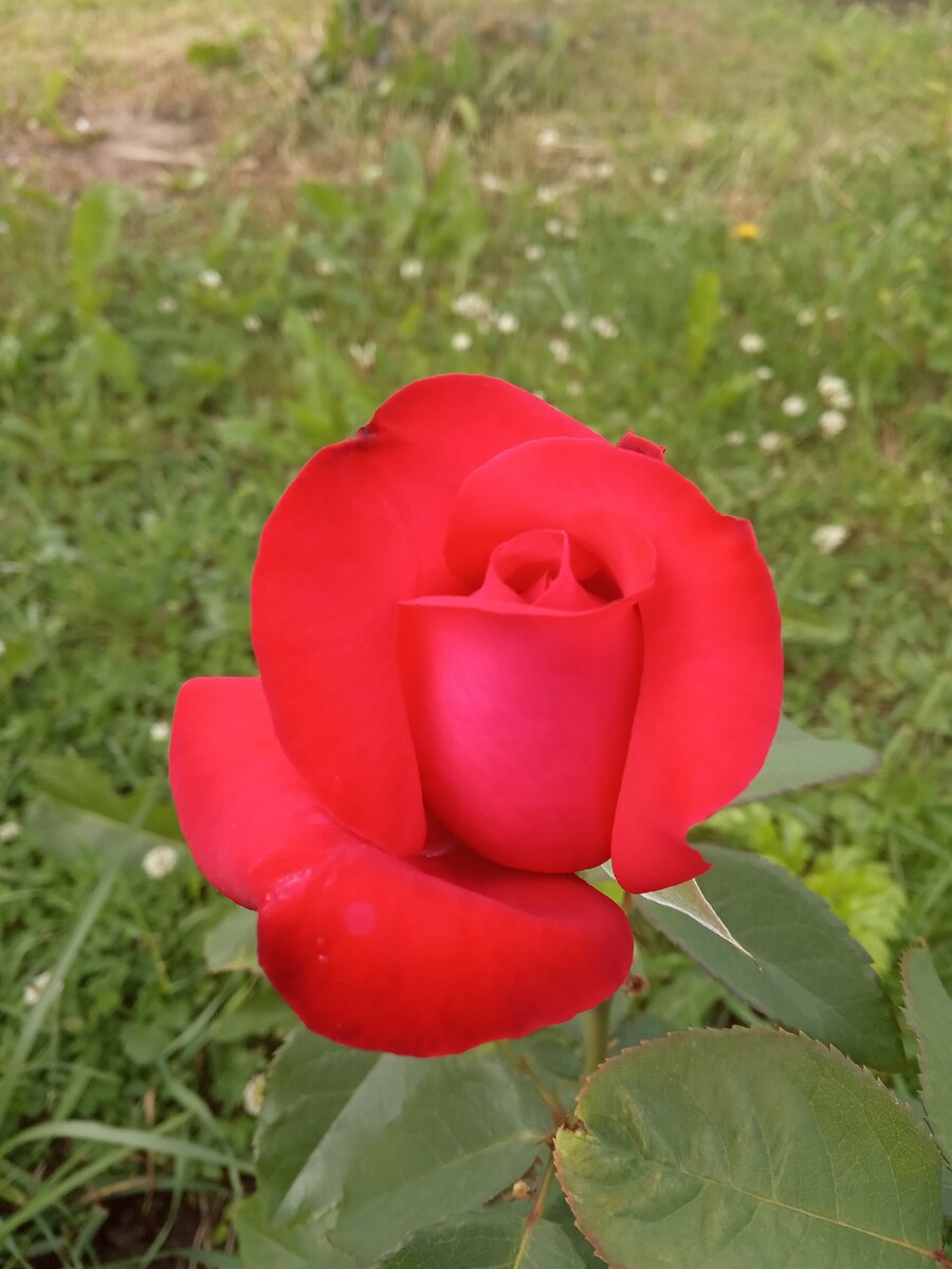 Роза чайно гибридная малиновый звон