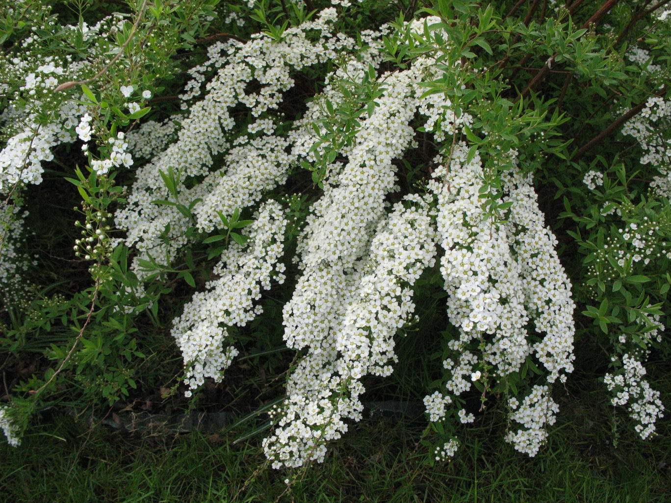 Куст с мелкими белыми цветочками фото и названия