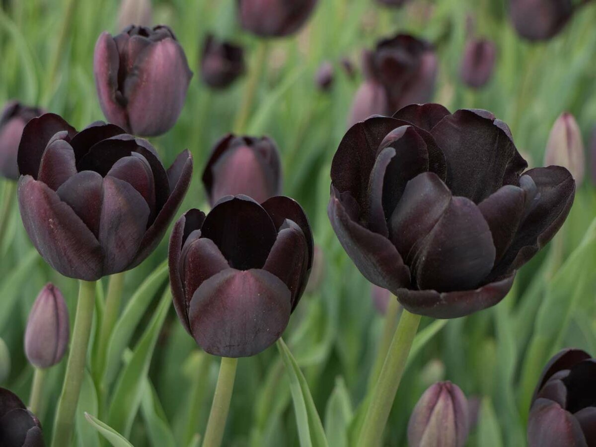 Тюльпаны Темные