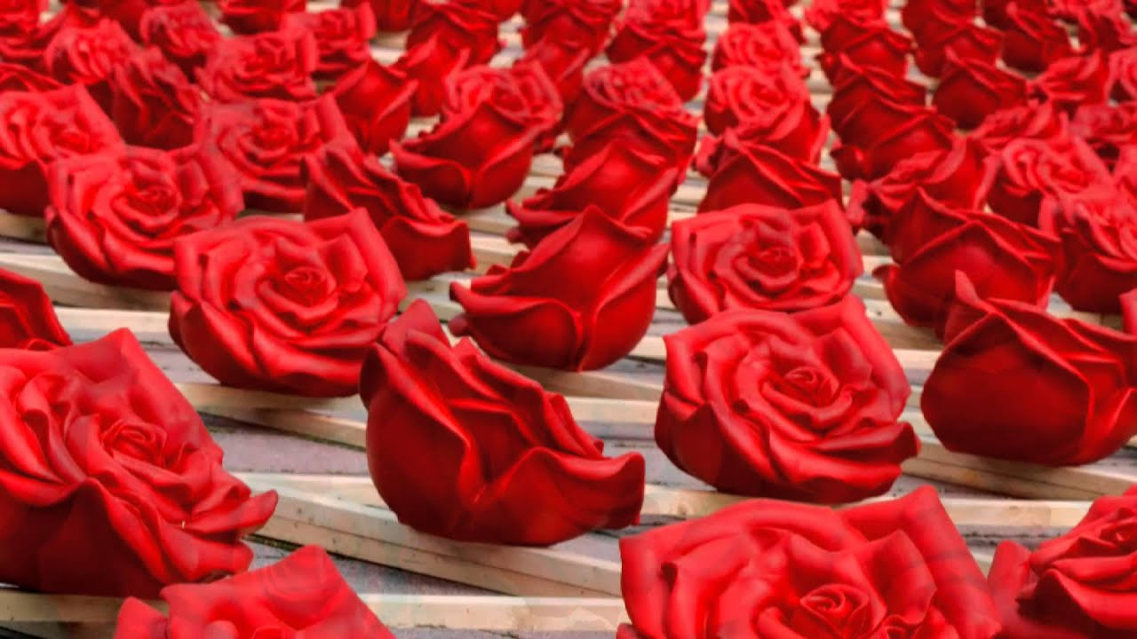 Клип миллион алых роз. Миллион алых роз. Миллион цветов. Миллион красных роз. Королева алой розы.