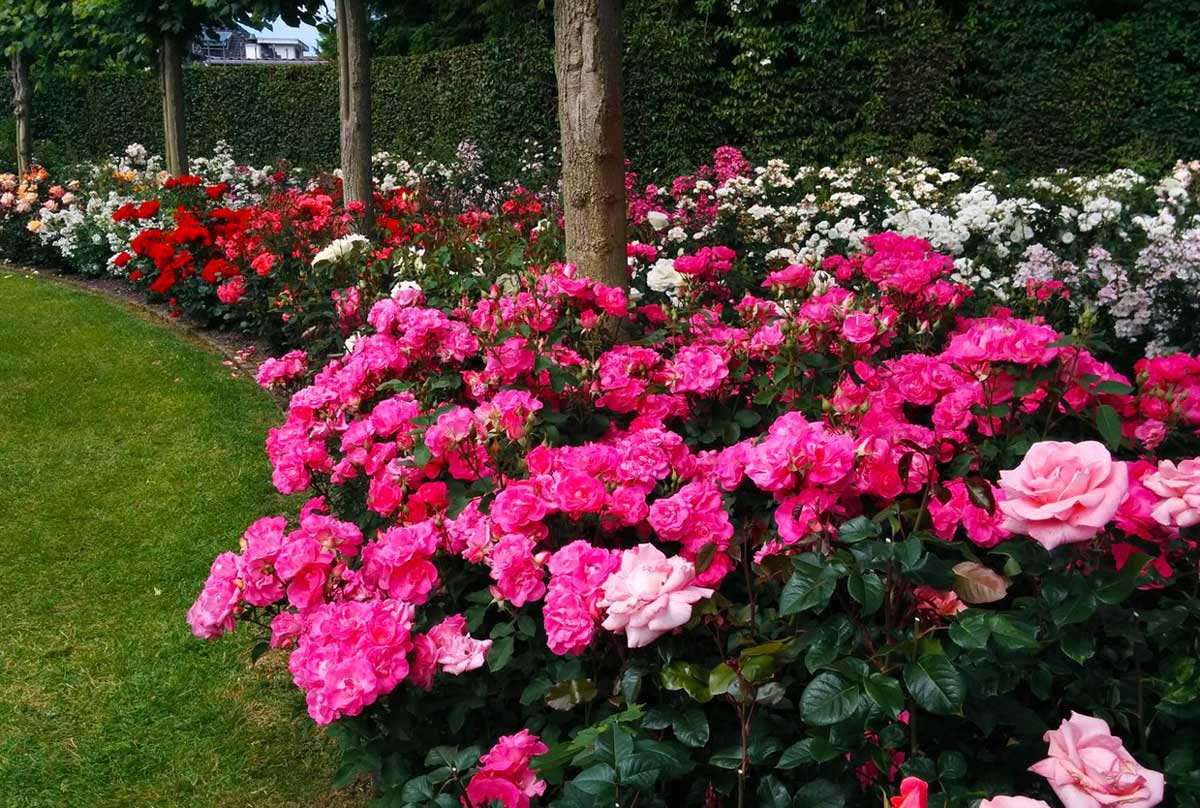 Розовые кустовые розы в саду