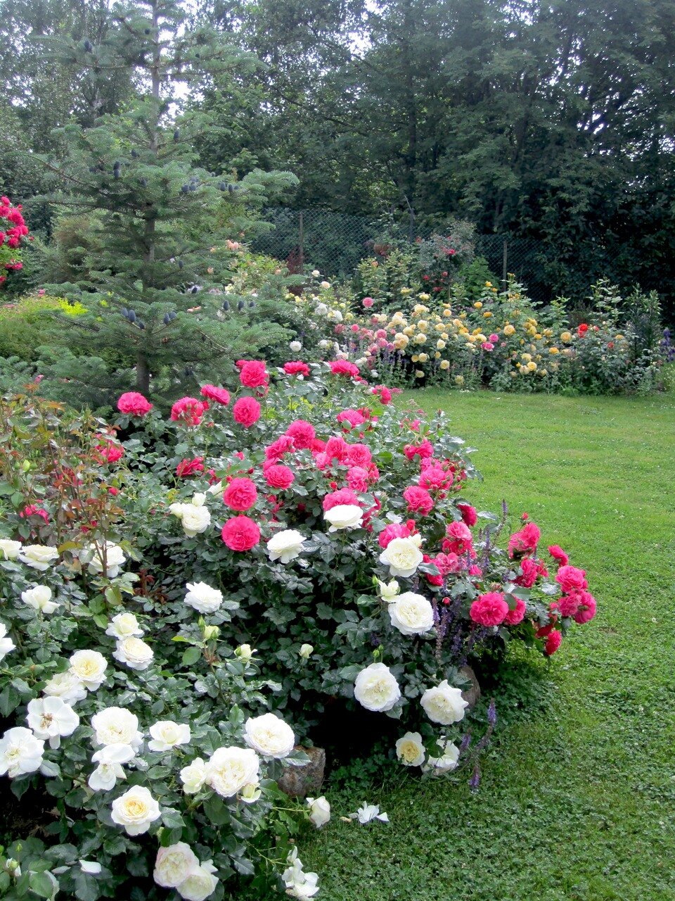 Сад роз Галины Баскаковой