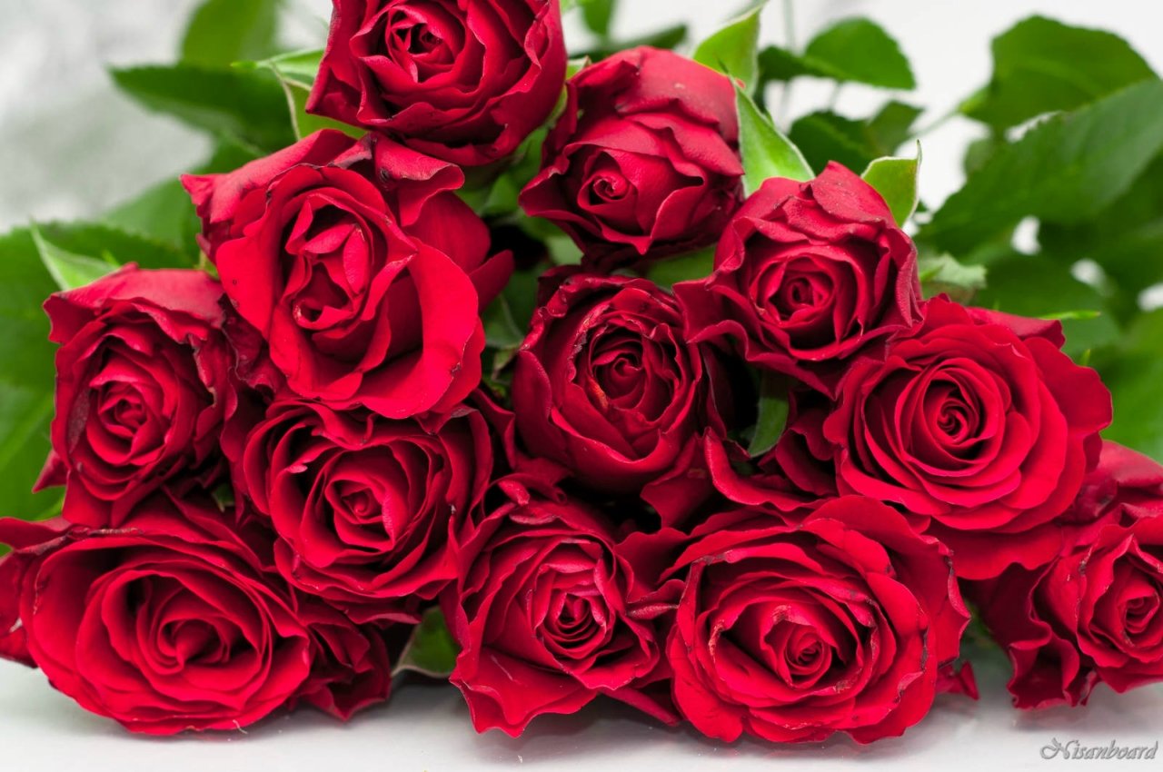 Красивые Алые розы