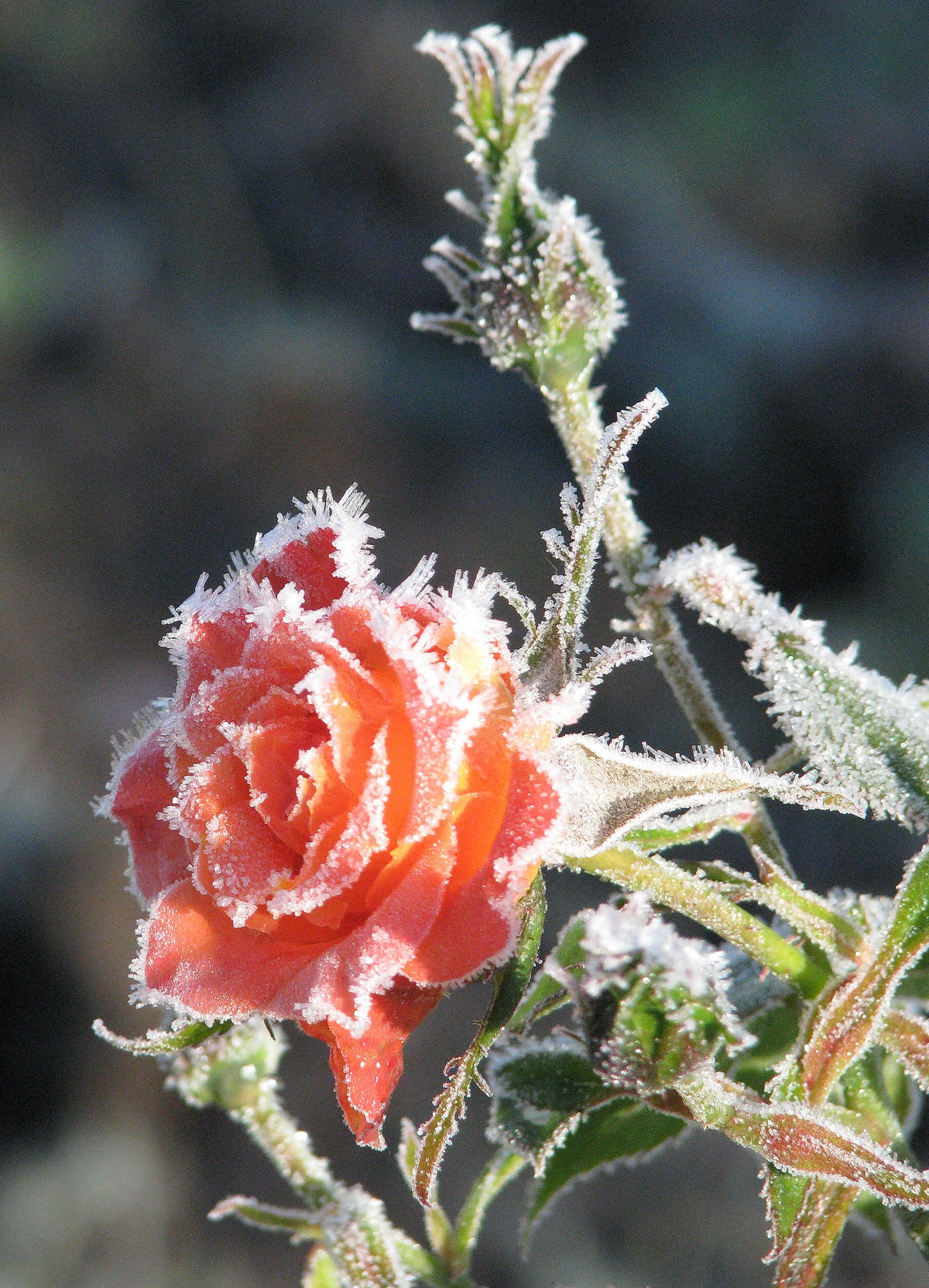 Роза замерзоне