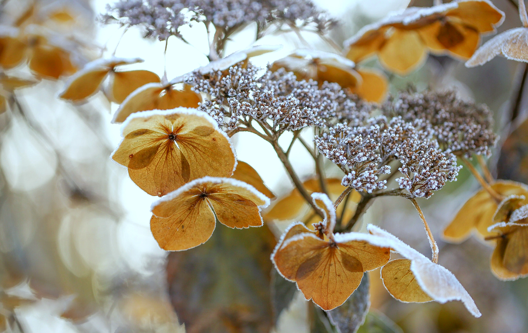 Осенние цветы гортензии