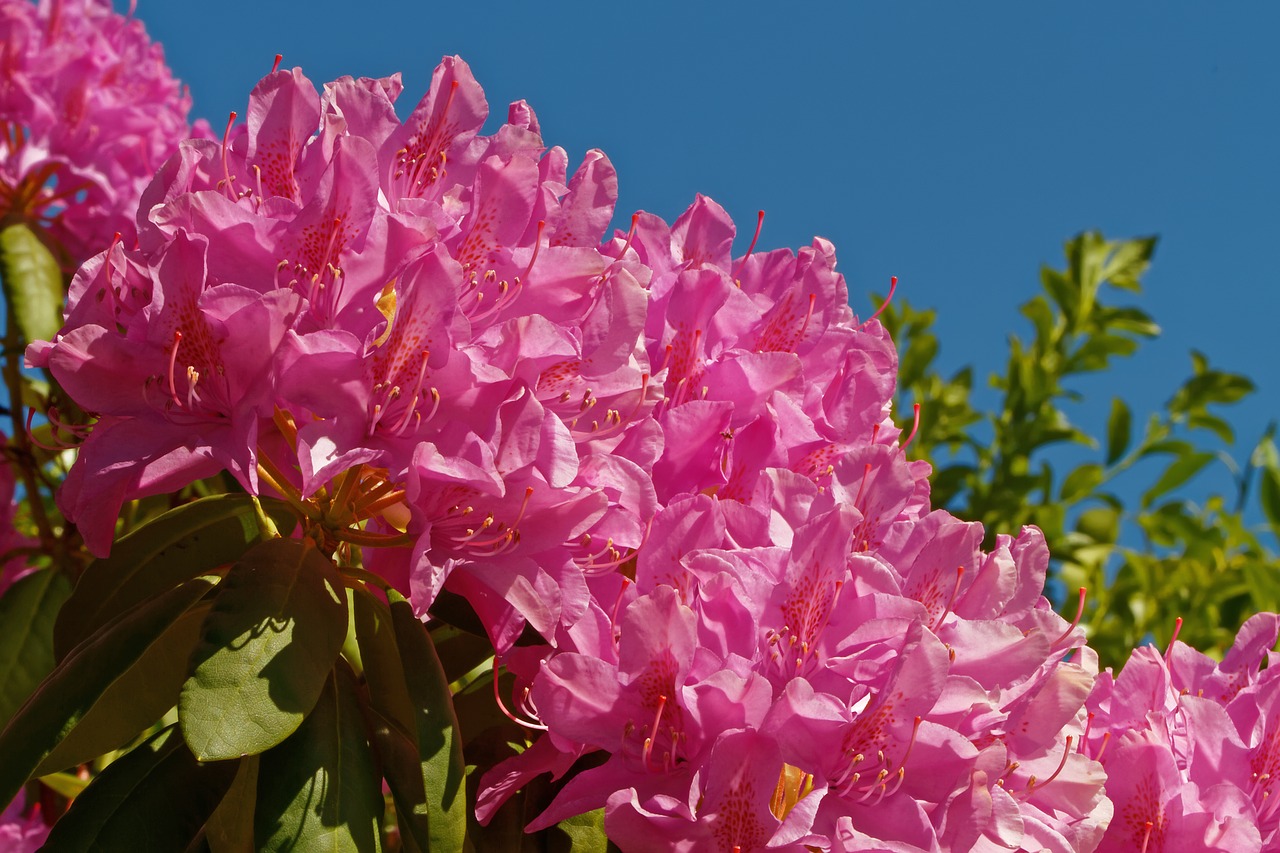 Рододендрон розовый Цветущий