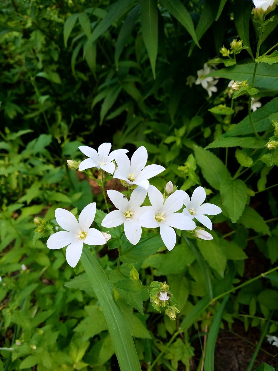 Лесные цветы фото белые