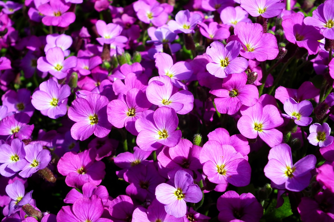 Фиалка мелкие. Ампельная фиалка. Мелкие цветы. Маленькие цветочки. Мелкие фиолетовые цветы.
