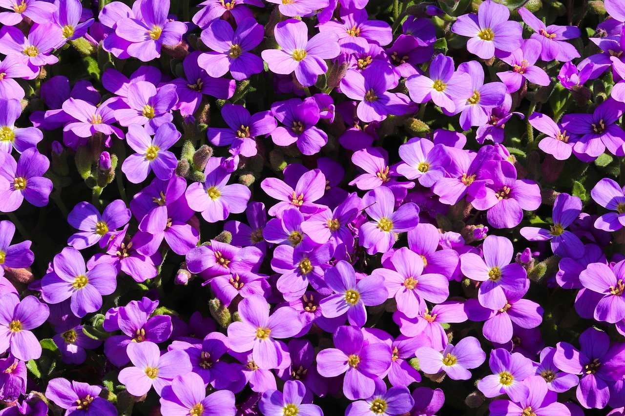 Мелкие фиолетовые цветочки аубрития