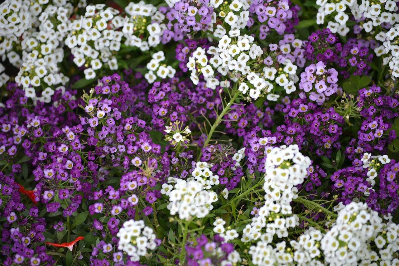 Фиолетовые и белые цветочки