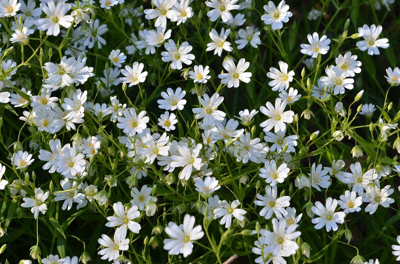 Мелкие Белые Цветочки В Лесу