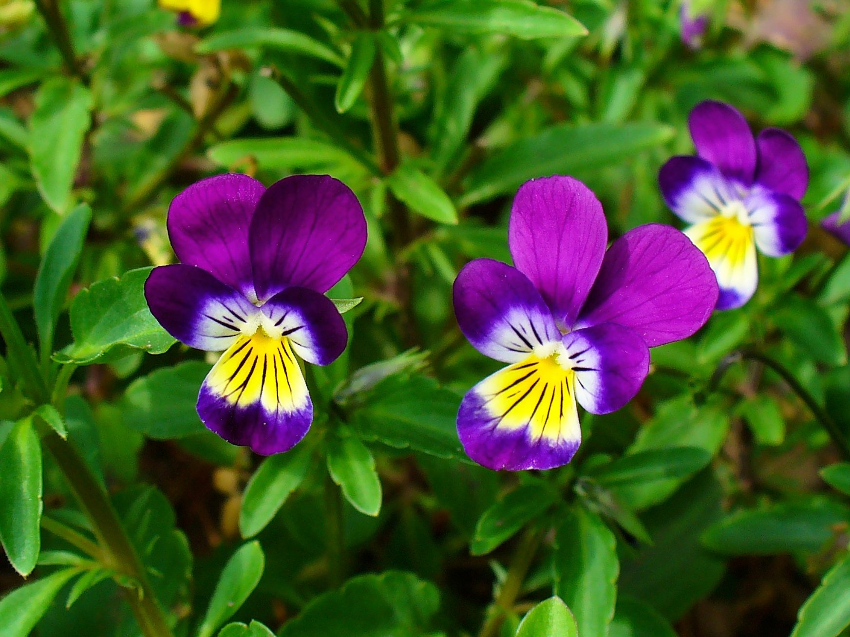 Виола трехцветная (Viola Tricolor)
