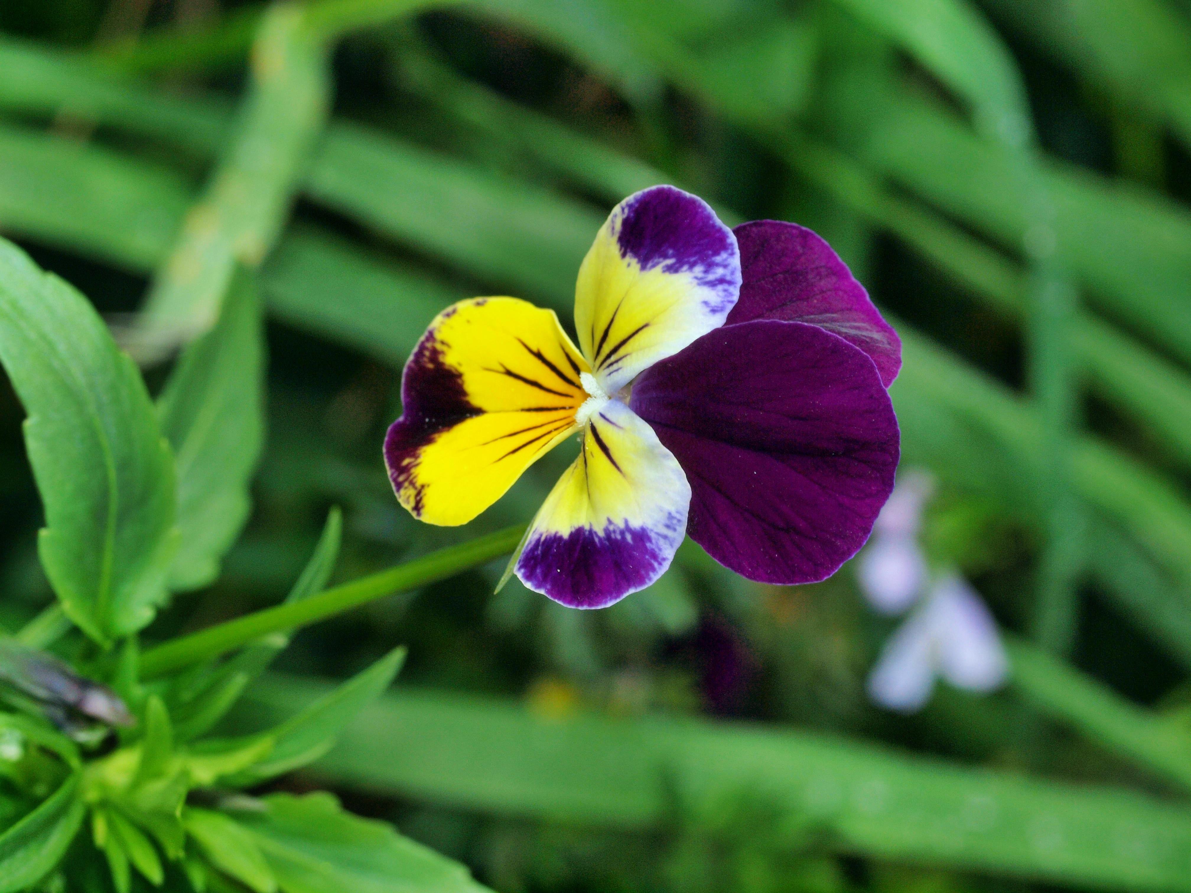 На какое растение похожа фиалка трехцветная. Фиалка трёхцветная Анютины глазки. Фиалка трехцветная Viola Tricolor l.. Анютины глазки, Виола трехцветная. Анютины глазки Дикие полевые.