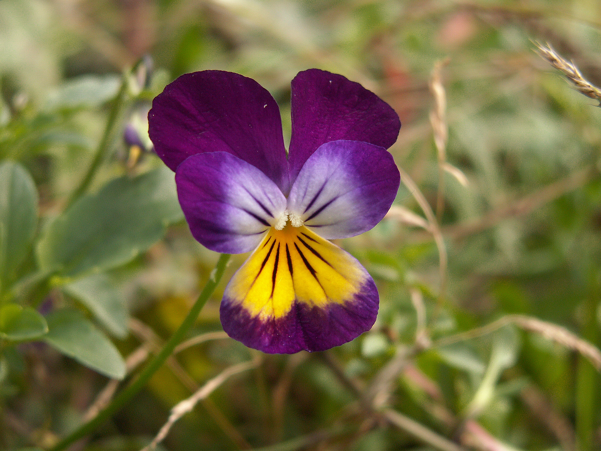 Фиалка трехцветная Viola Tricolor