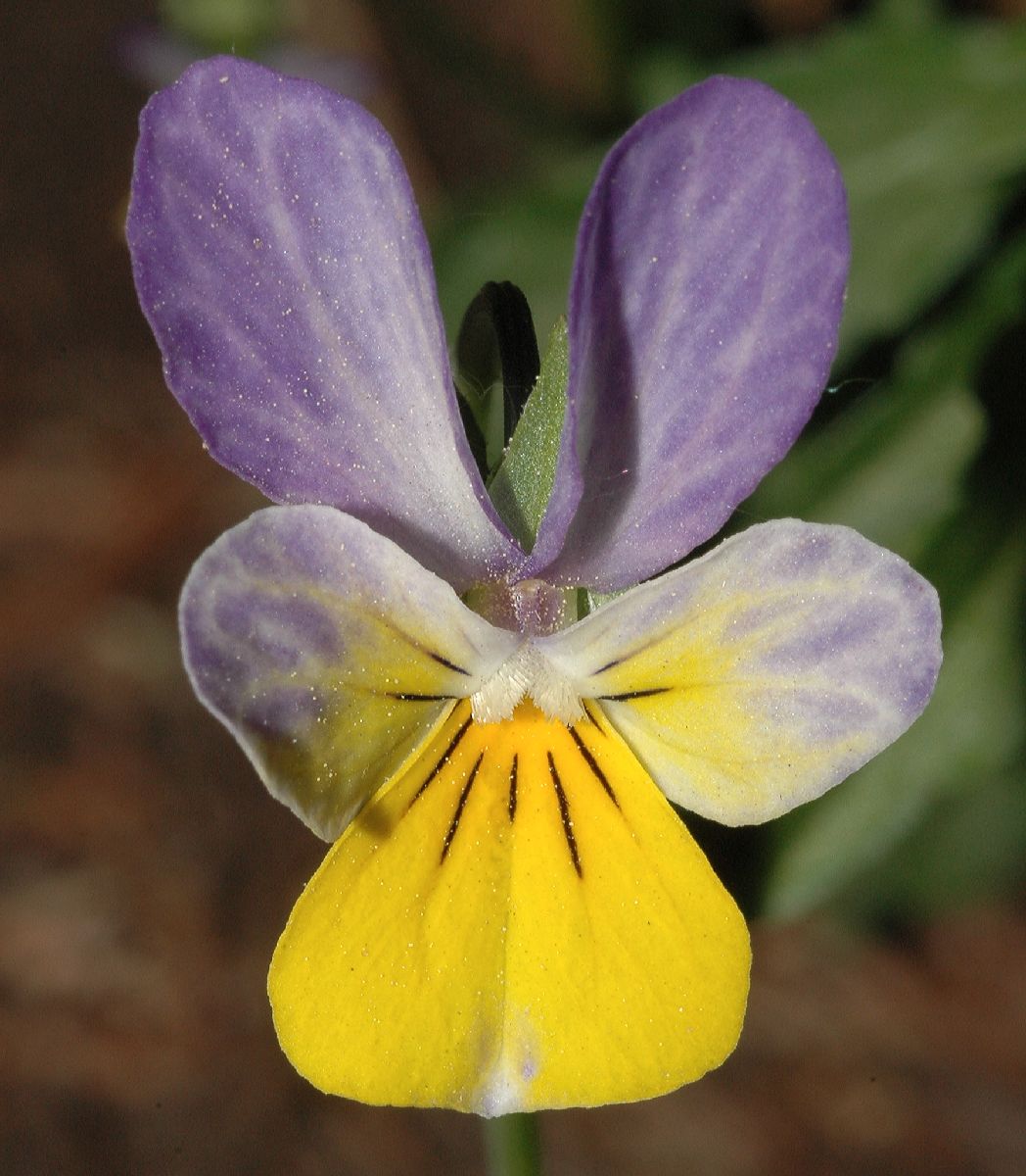 На какое растение похожа фиалка трехцветная. Фиалка трёхцветная. Фиалка трёхцветная Лесная. Viola Tricolor. Фиалка трехцветная цветок.