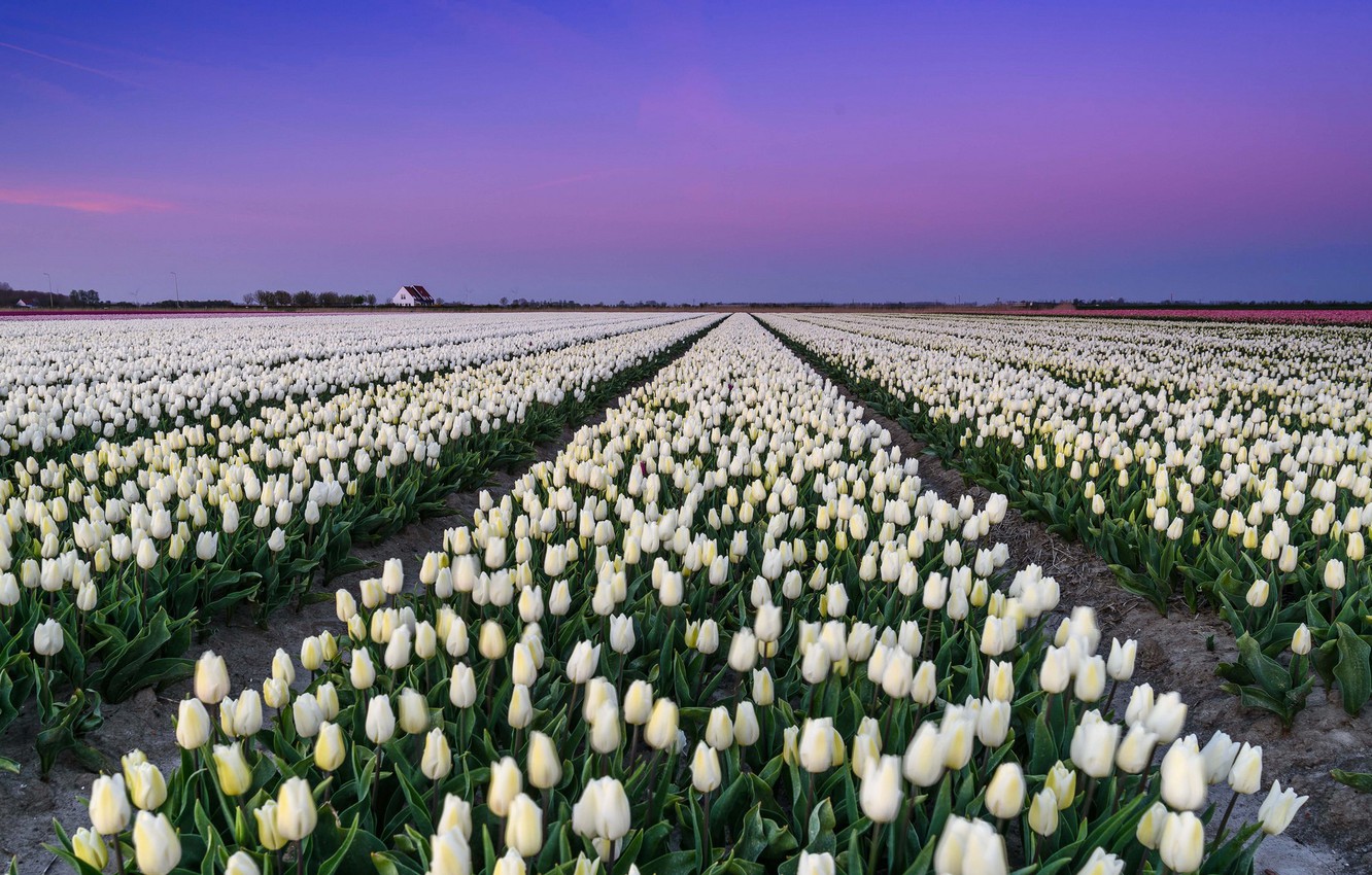 Голландия поля с тюльпанами