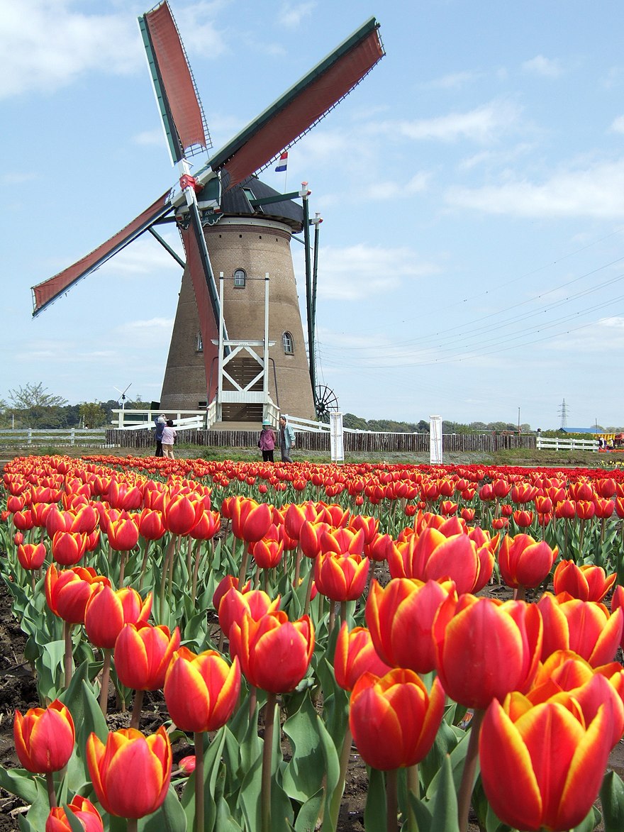 Голландия тюльпановые поля мельница