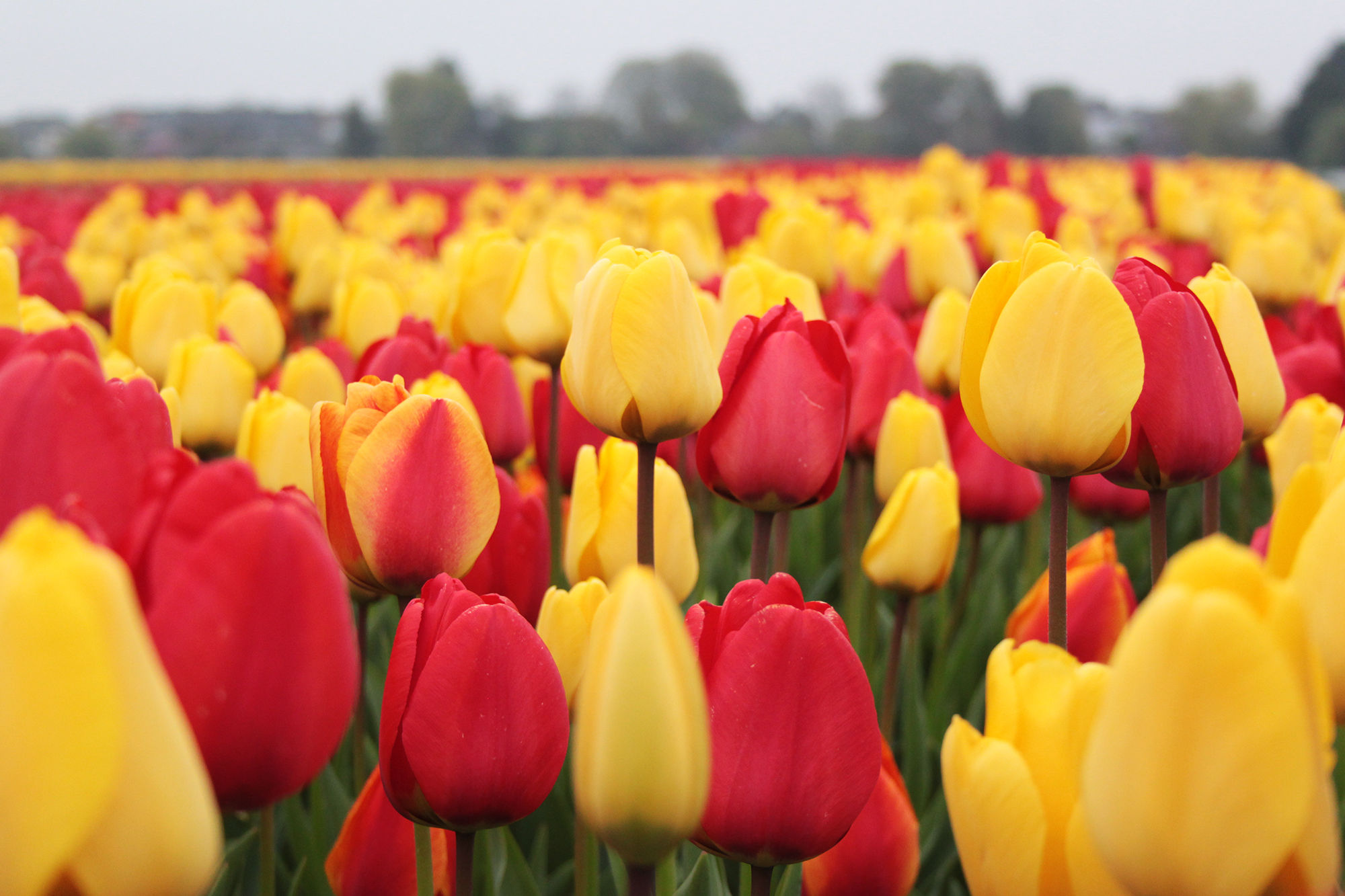 Тюльпаны в Голландии фото