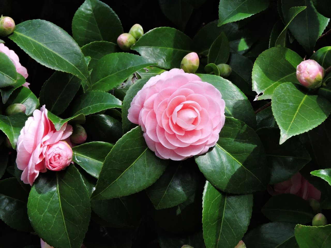 Камелия японская Camellia japonica