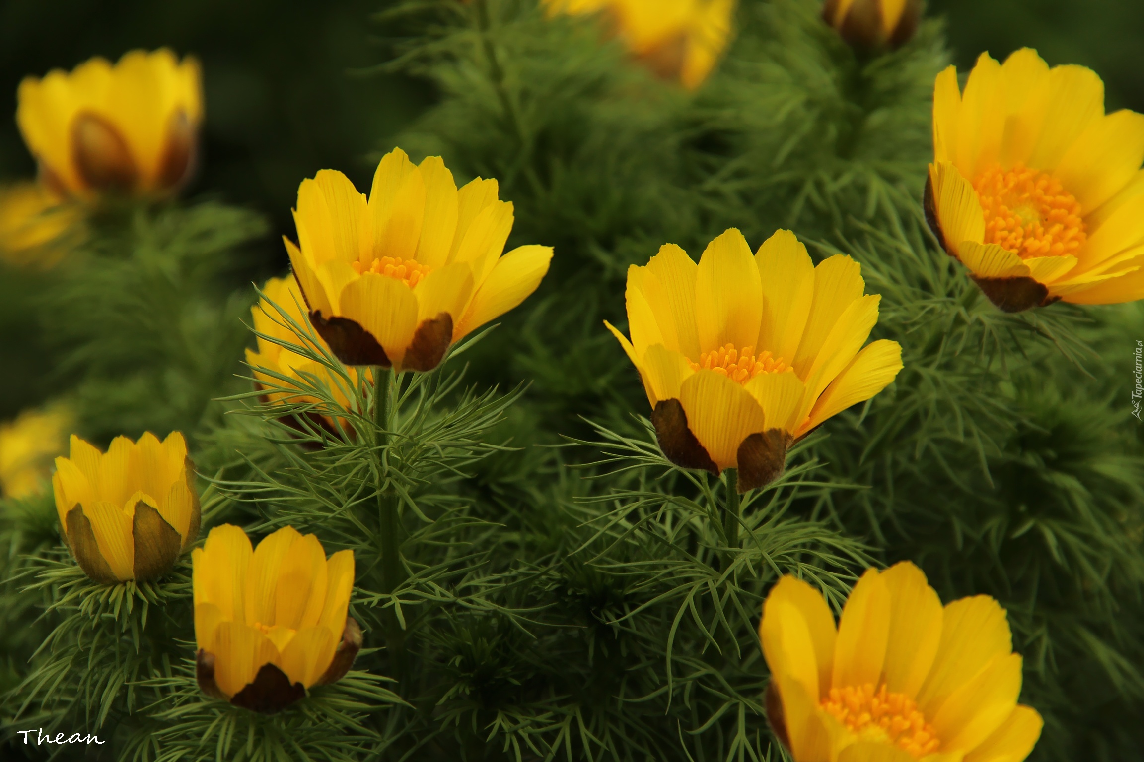 Лазорик цветок желтый