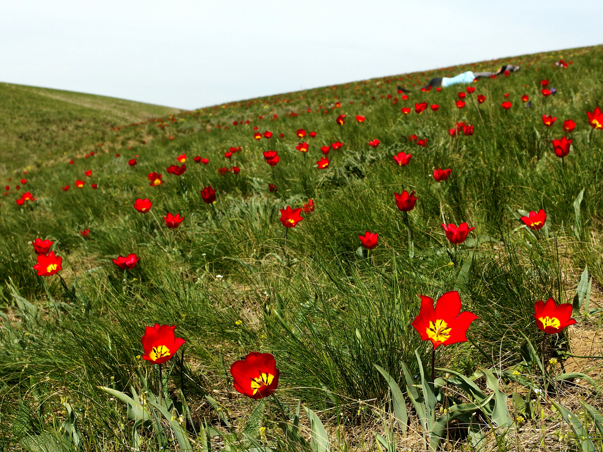 Полевые цветы ставрополья фото и название