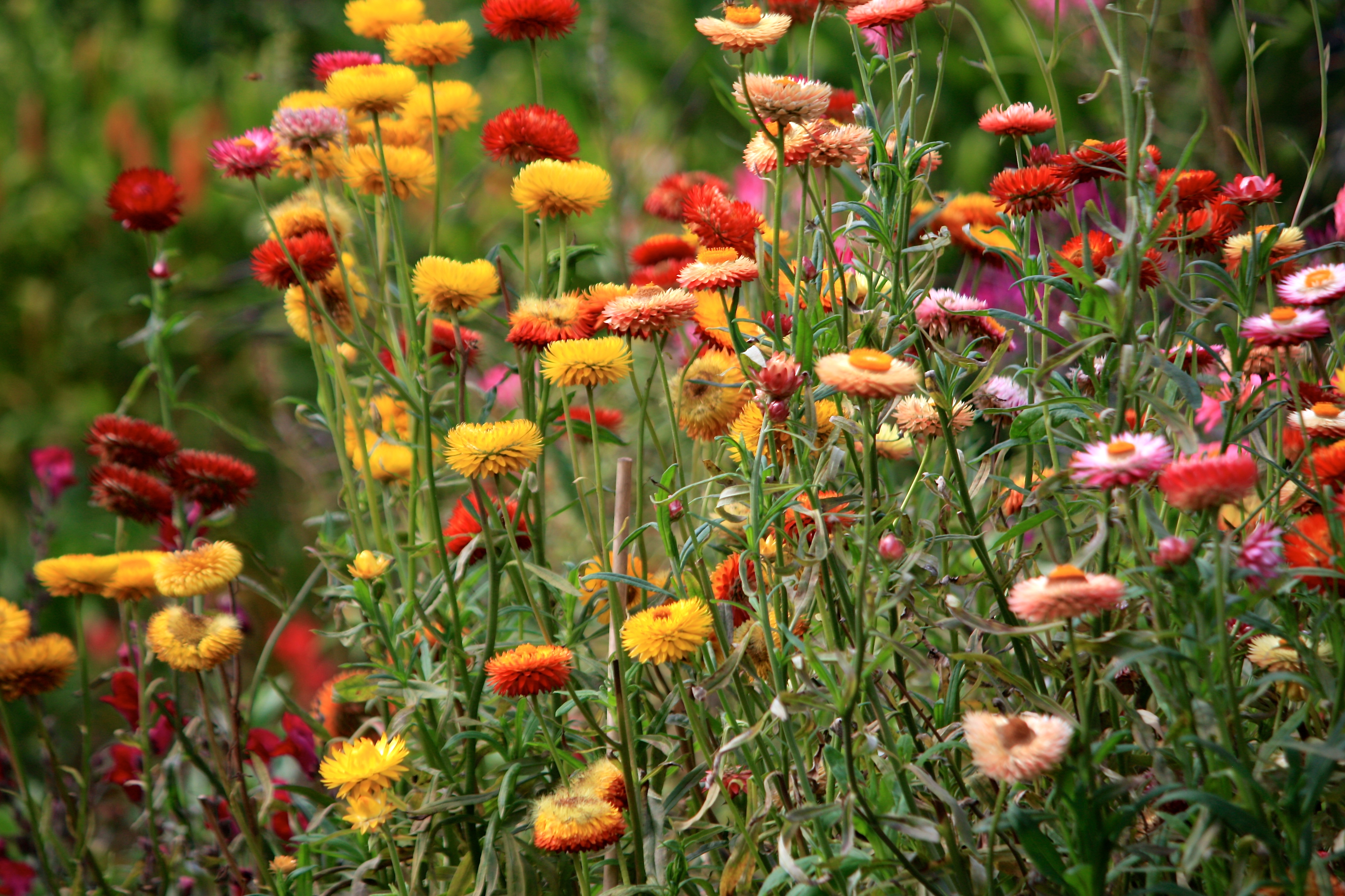 Цветы сухоцветы названия с фото садовые