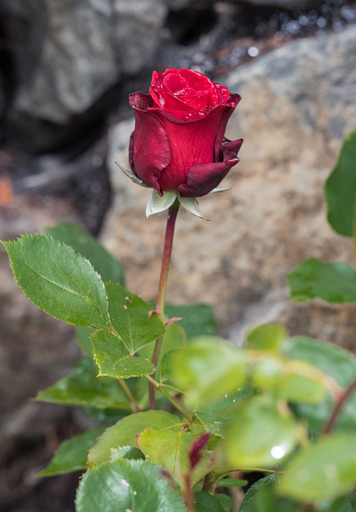 Дон Жуан don Juan роза