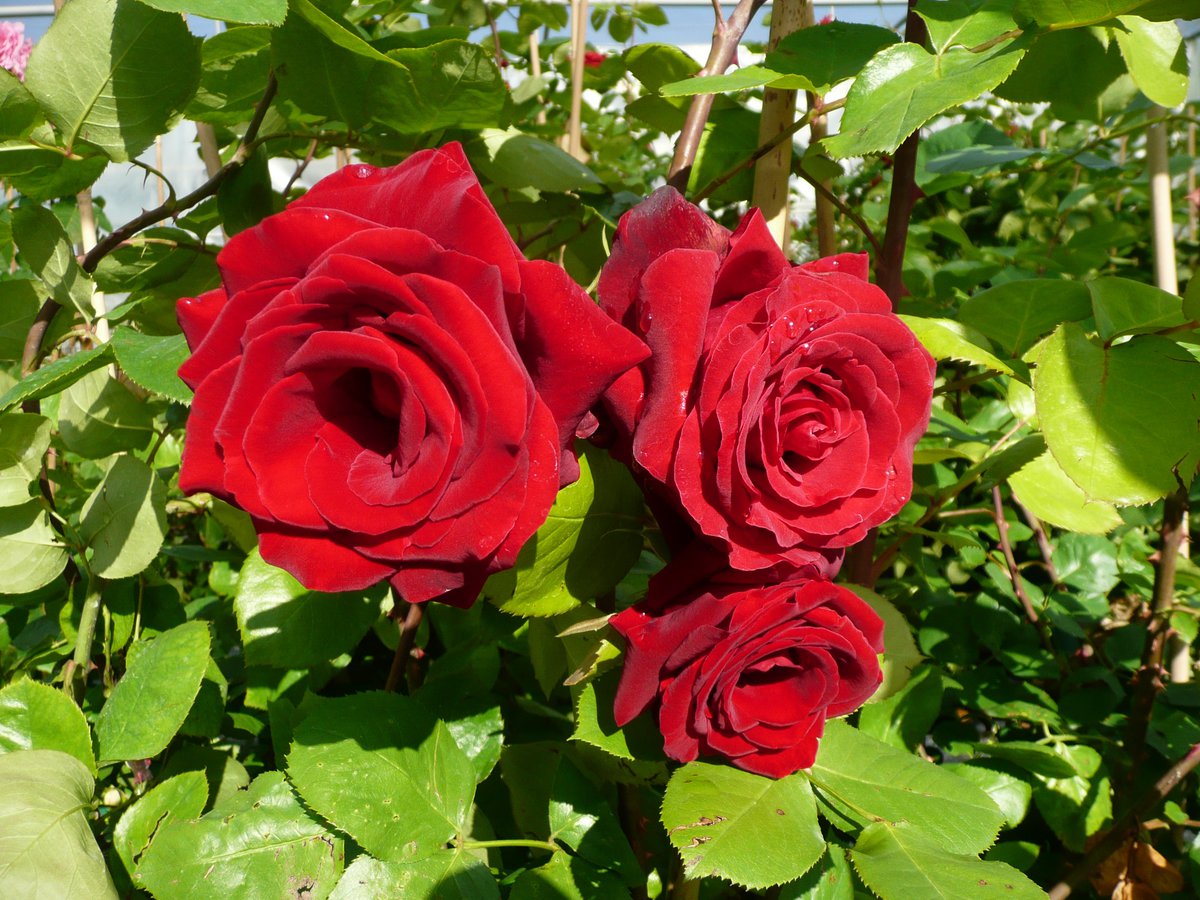 Розы Дельбар Франция