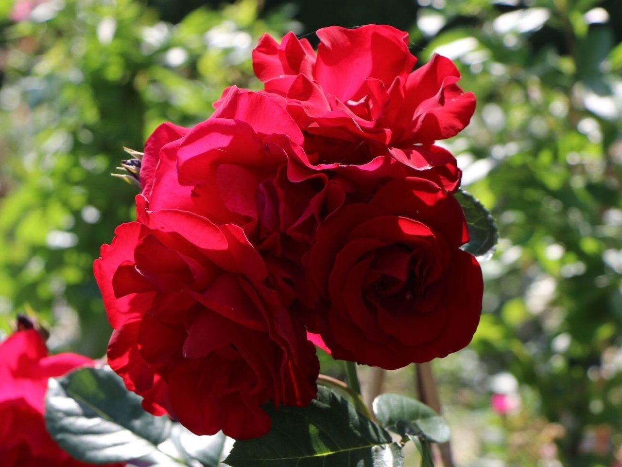 Роза плетистая (Rosa Santana