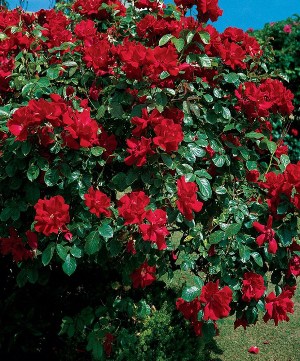Роза плетистая красная плетистая фото описание